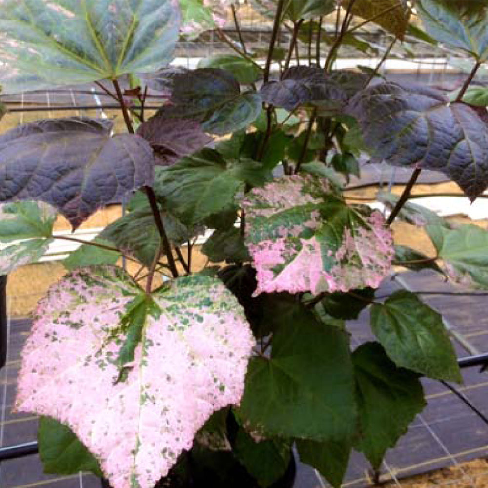Variegated Auntie Lilli's™ Salad Bele Tree - Abelmoschus manihot