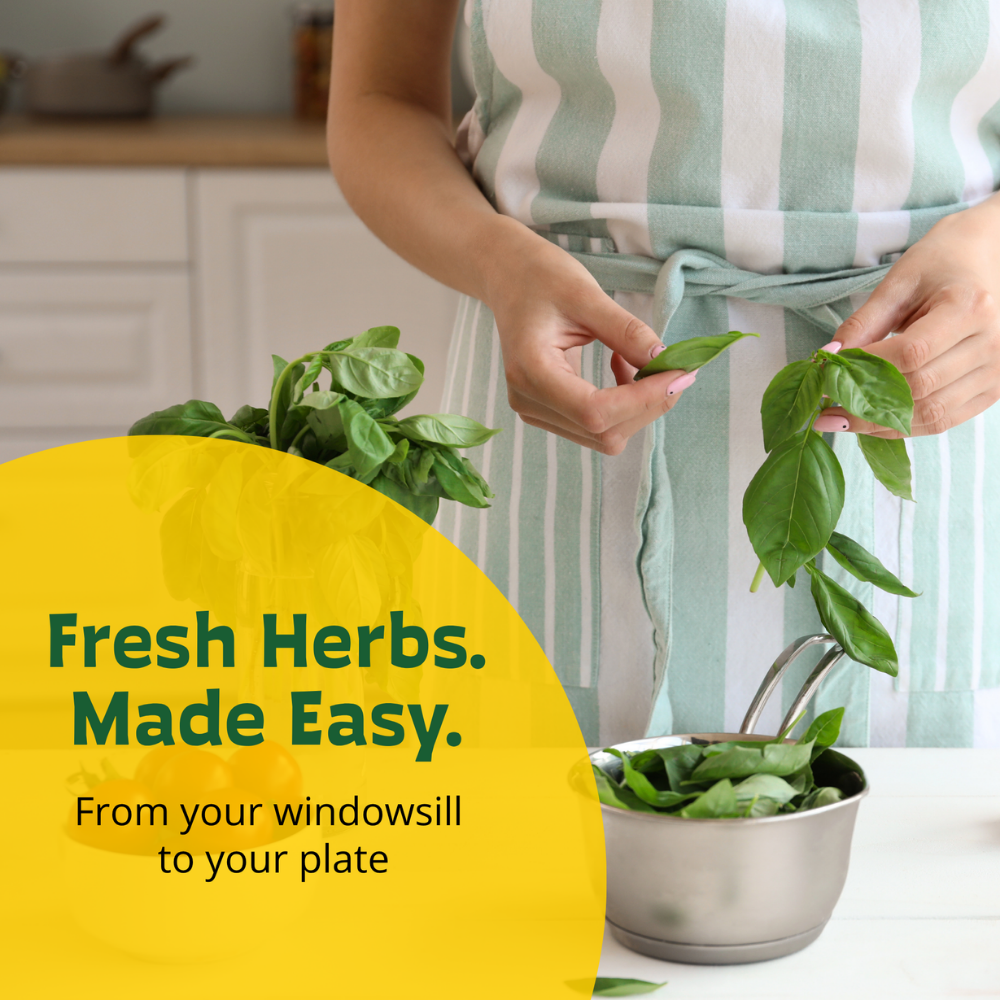Taco Night Grow Kit | Planter + Growing medium + Tomato & Cilantro seeds