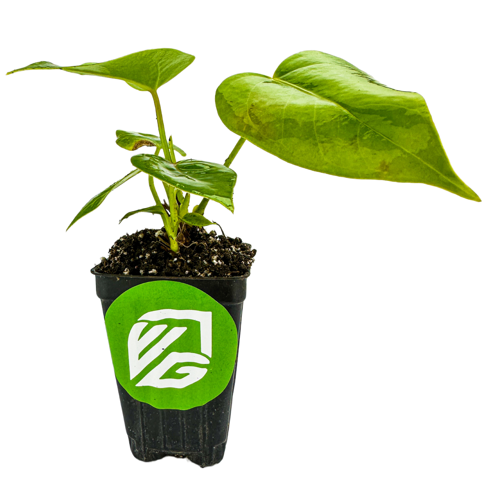 The Anthurium Red Sensation Houseplant by Wellspring Gardens features green leaves in a black pot with a green VG logo sticker. Ideal for improving air quality, the plant is set against a white background.
