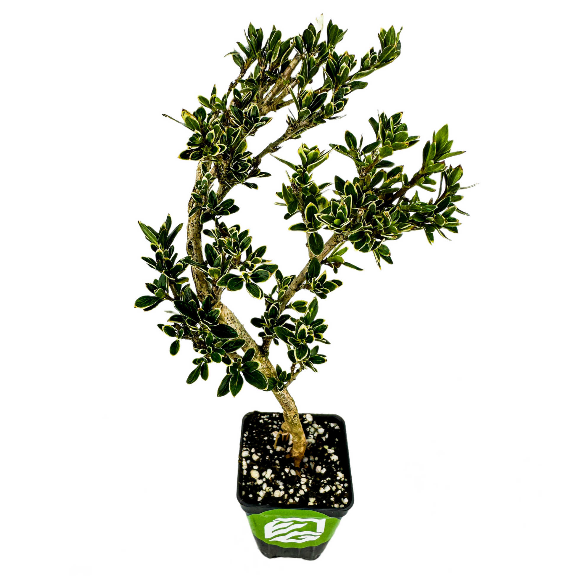 Variegated Serissa Pre-Bonsai - Serissa japonica 'Variegata'