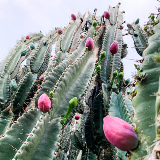 Peruvian Apple Cactus - Cereus peruvianus repandus