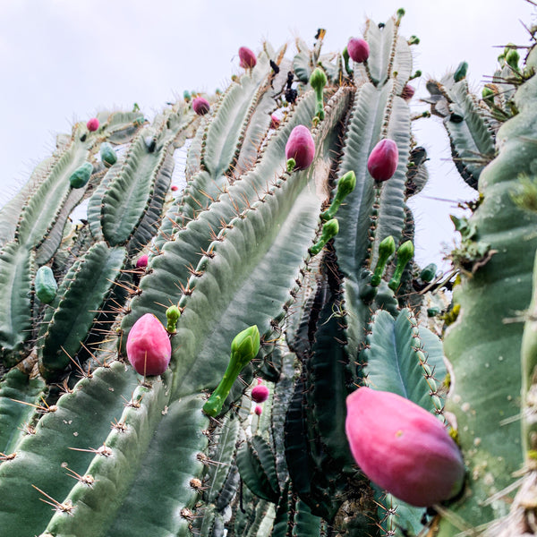 Peruvian Apple Cactus