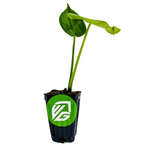 A Wellspring Gardens Monstera deliciosa (Split-Leaf Philodendron) with two tall stems and three large leaves sits in a black pot with a green logo sticker, set against a plain white background.