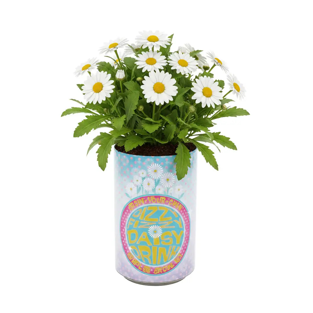 Daisy Soda Can Grow Kit | Planter + Growing medium + Seeds