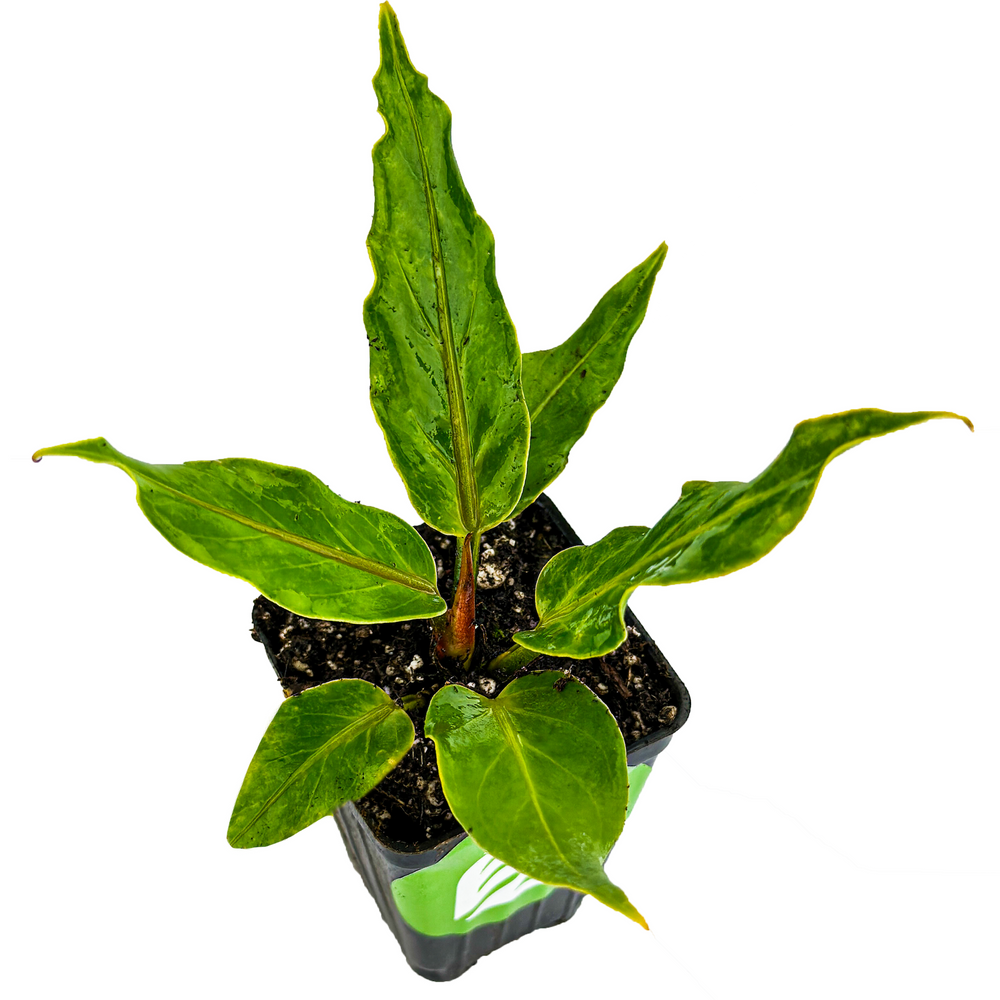 Anthurium plowmanii Houseplant - Anthurium
