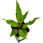 The Wellspring Gardens Anthurium plowmanii Houseplant features elongated, pointed green leaves and visible soil in a pot, photographed from above on a white background—an attractive choice for indoor spaces.