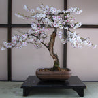 Bonsai tree with pink blossoms in a pot on a wooden stand against a neutral background