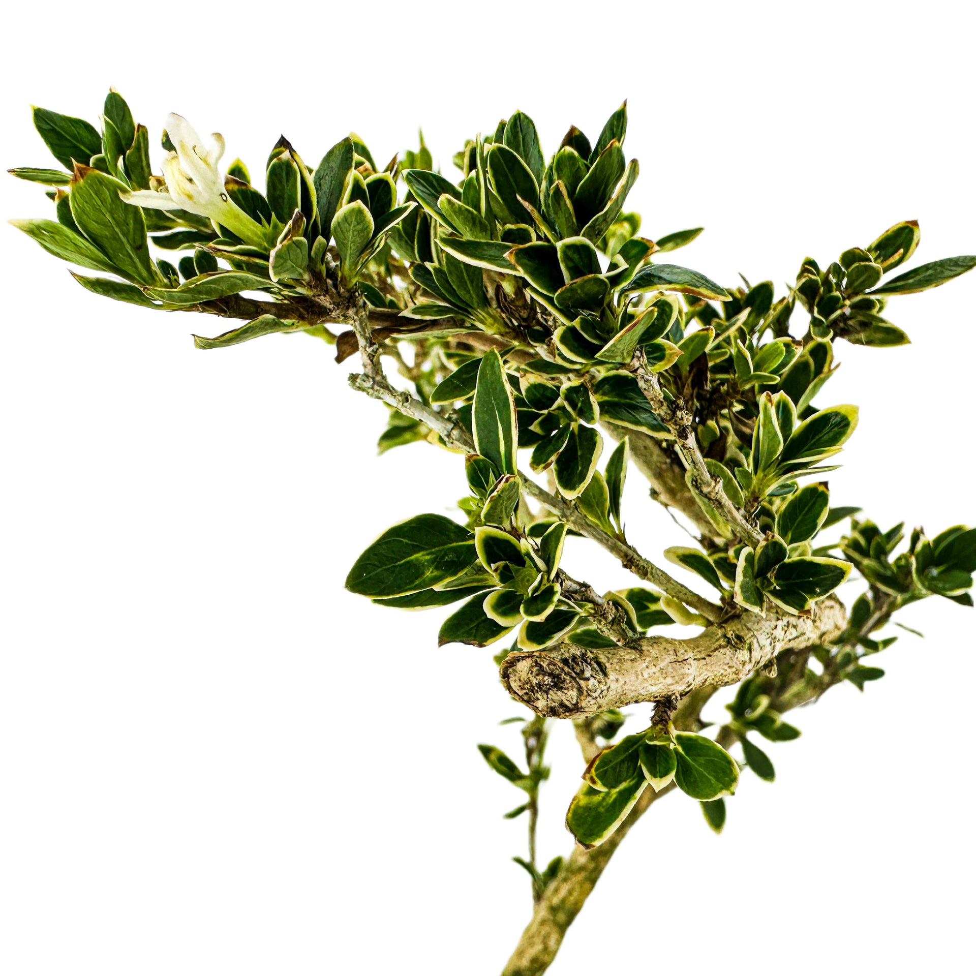 bonsai tree with green and white leaves Variegated Serissa Pre-Bonsai