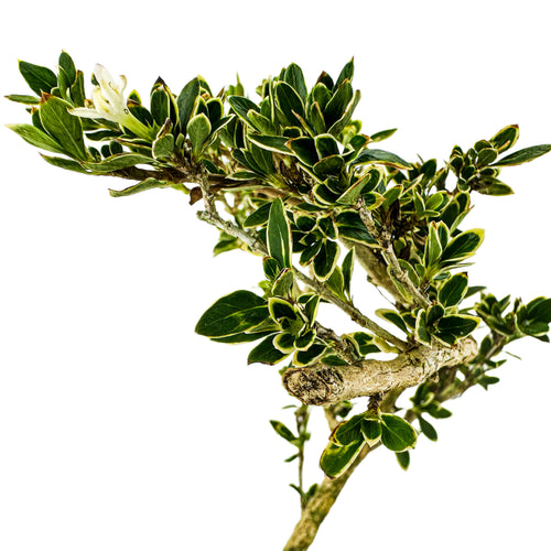 serissa foetida variegata Variegated Serissa Pre-Bonsai