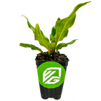 A small Anthurium plowmanii Houseplant from Wellspring Gardens with wavy green leaves in a black plastic pot and a bright green logo sticker—perfect for highlighting the unique beauty of this bird's nest Anthurium.