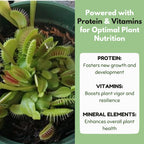 Close-up of a healthy Venus flytrap in a pot, with green text highlighting the protein, vitamins, and minerals from Bloomify Carnivorous Plant Food, 2.5 OZ for optimal plant nutrition.