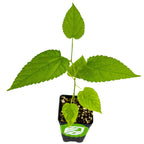 An Illinois Everbearing Red Mulberry Tree (Morus rubra) by Wellspring Gardens, a small green cold-hardy plant with serrated leaves, grows in soil in a black plastic pot, viewed from above on a white background.