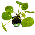 The Wellspring Gardens Chinese Money Plant Houseplant (Pilea peperomioides) features round, green leaves and slim stems, creating a striking look from above—a stylish addition to any space.