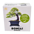 Bonsai Spruce Grow Kit | Planter + Growing medium + Seeds