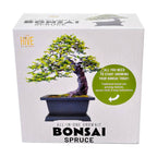 Bonsai Spruce Grow Kit | Planter + Growing medium + Seeds