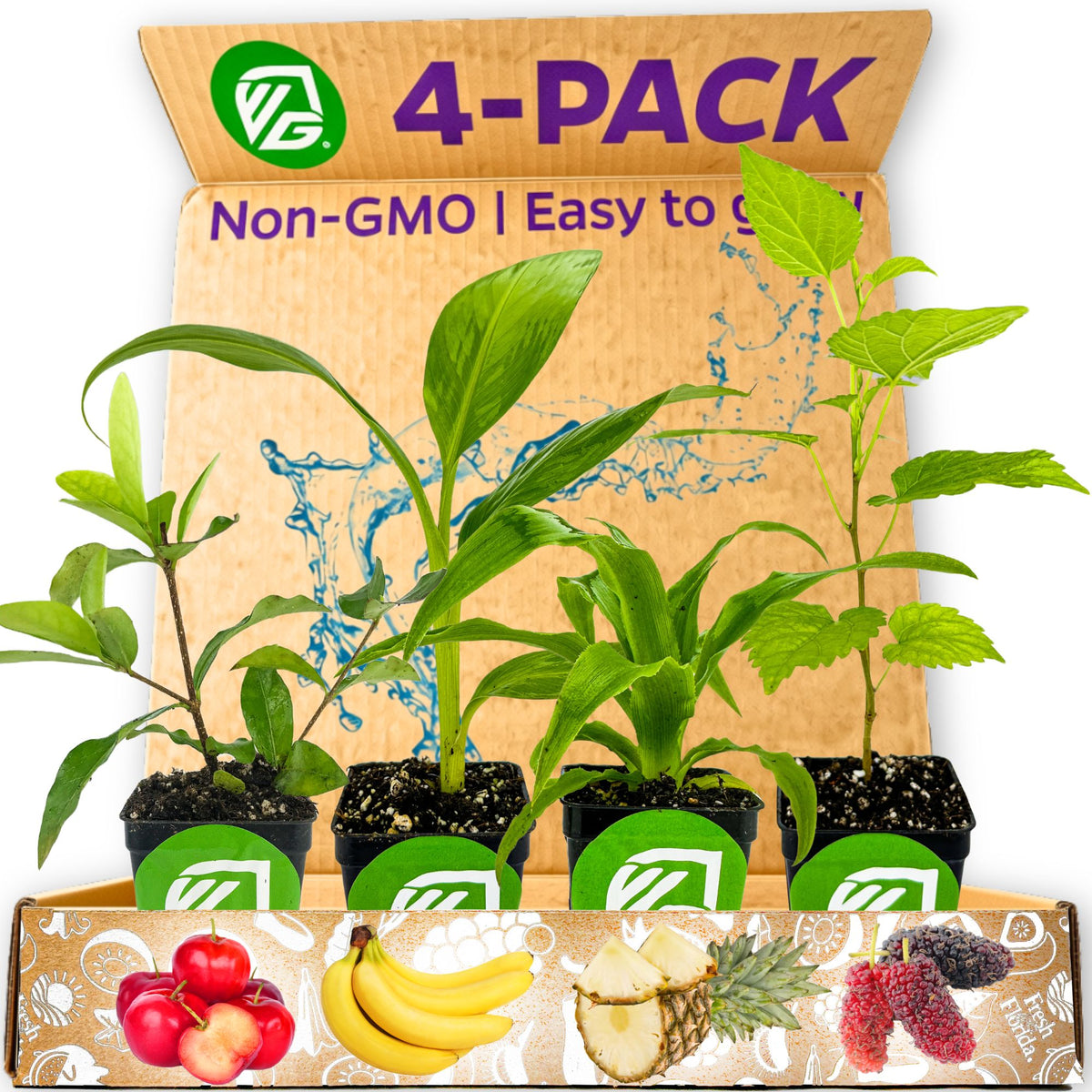 Food Forest Foundations Bundle (4): Banana, Mulberry, Pineapple & Tropical Cherry