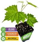 A Wellspring Gardens Southern Home Muscadine Grape (Vitis rotundifolia) arrives 3–8" tall in a black pot with lush green leaves. Self-fertile, backed by a 30-day guarantee—ideal for starting your home grape collection.