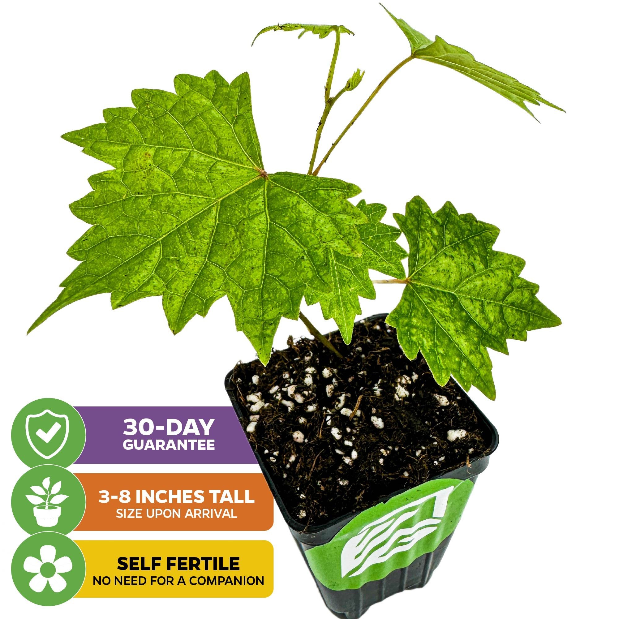 A Wellspring Gardens Southern Home Muscadine Grape (Vitis rotundifolia) arrives 3–8" tall in a black pot with lush green leaves. Self-fertile, backed by a 30-day guarantee—ideal for starting your home grape collection.