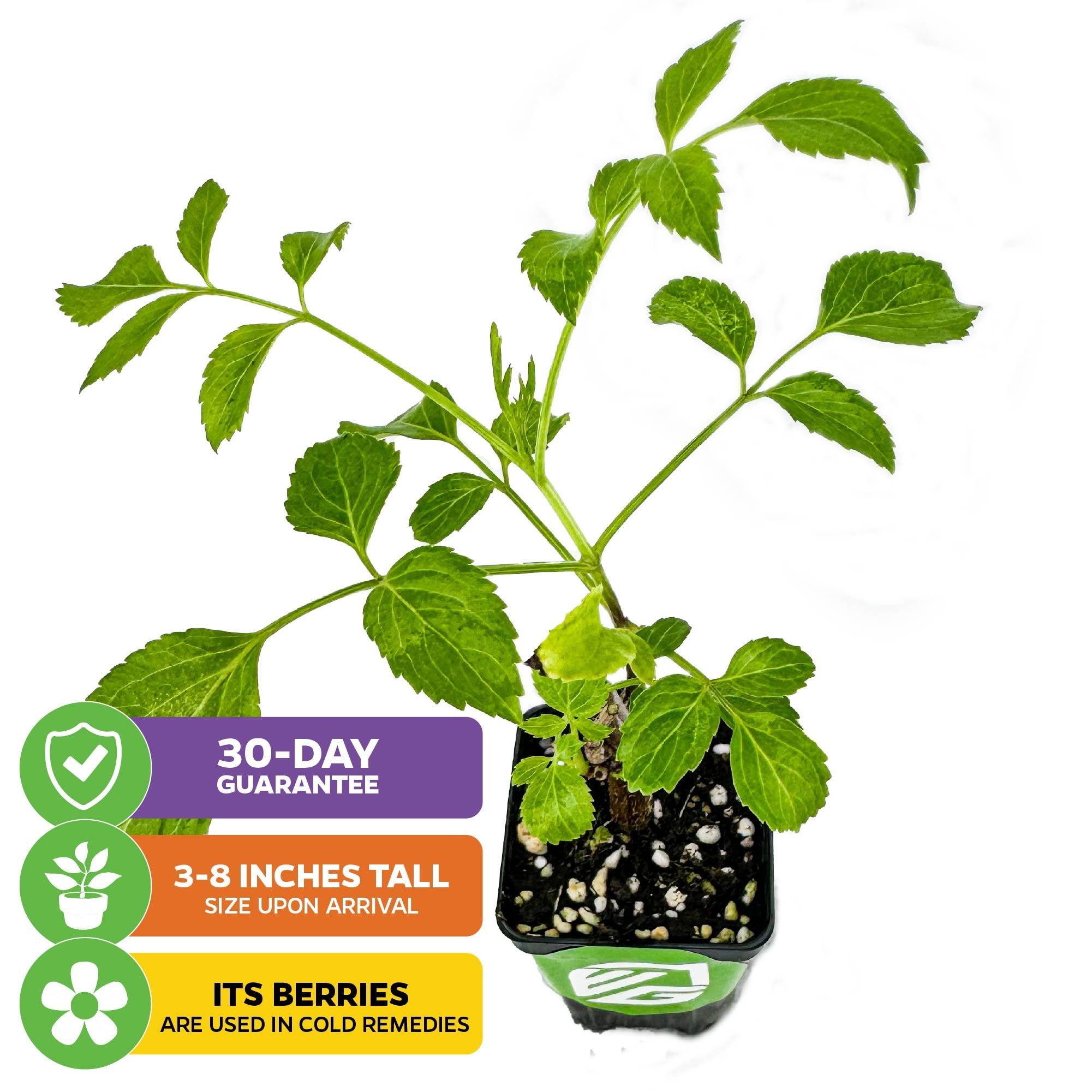 can you plant elderberry in a pot Florida Select Native Elderberry