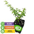 A Wellspring Gardens Moujean Tea (Nashia inaguensis) bonsai with green leaves, 3-8 inches tall, arrives potted with a green logo. Native to the Bahamas. 30-day guarantee included.