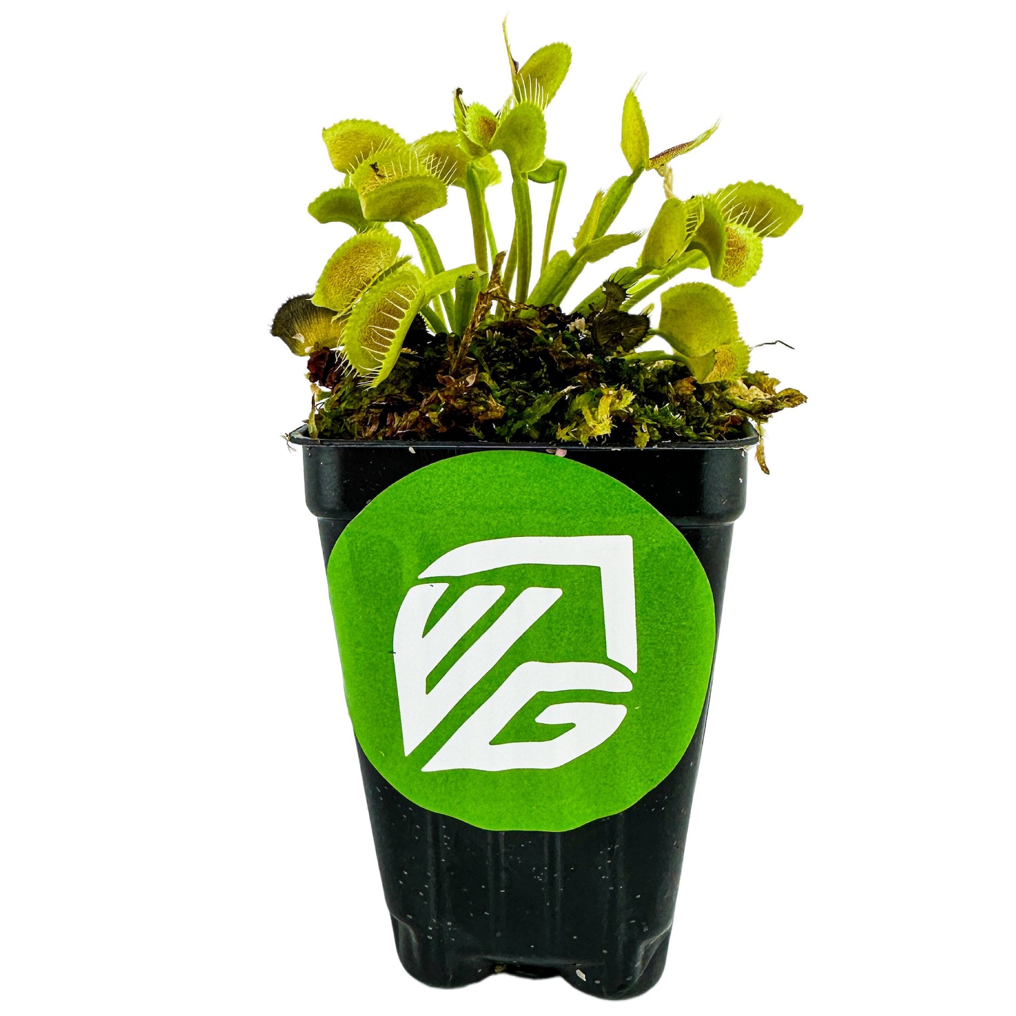 The Wellspring Gardens King Henry Venus Fly Trap (Dionaea muscipula) comes in a black plastic pot with a large green sticker featuring a white stylized VG logo on the front.