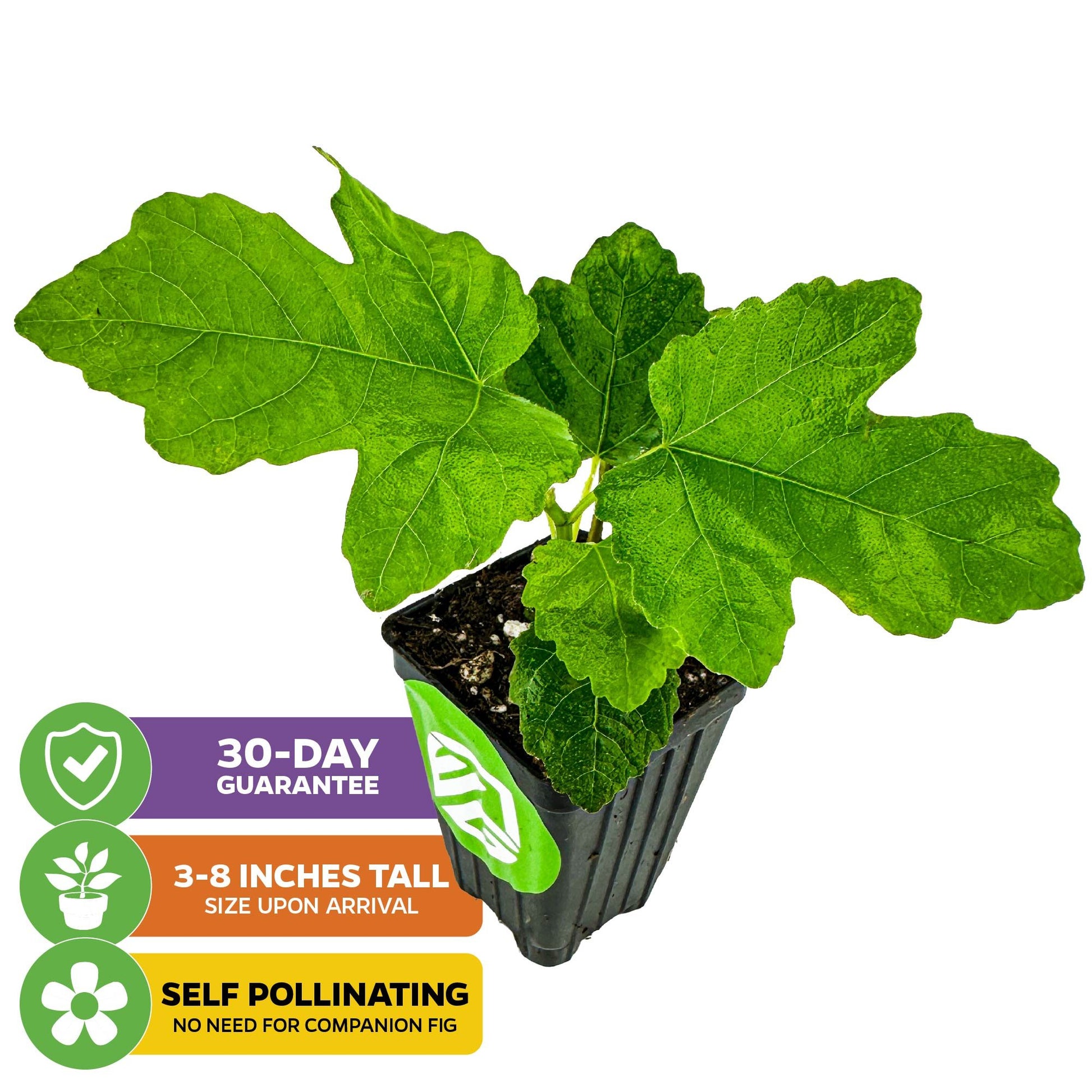 Lattarula Honey Fig (Italian Honey) - Ficus carica