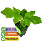 A Wellspring Gardens Lattarula Honey Fig (Italian Honey) plant with large green leaves. Icons: 30-day guarantee, arrives 3-8" tall, and self-pollinating—no companion fig required.