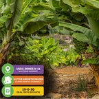 Experience a vibrant Dwarf Cavendish Banana Tree - Musa from Wellspring Gardens, with lush green leaves and medium bananas. Thrives in USDA zones 8–11, needs a 15-5-30 fertilizer, and growth pauses in winter.
