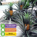 Elite Gold Pineapple (Ananas comosus) from Wellspring Gardens thrives outdoors in USDA zones 9–11, grows on spiky-leaved plants, pauses growth in winter dormancy, and produces tasty fruit. Use a 20-6-9 fertilizer for best results.