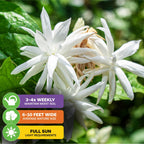Close-up of Wellspring Gardens’ Belle of India Jasmine (Jasminum sambac ‘Belle of India’) with white, fragrant blooms and green leaves. Water 3–4 times/week, grows 6–10 ft wide, needs full sun—perfect for patios.