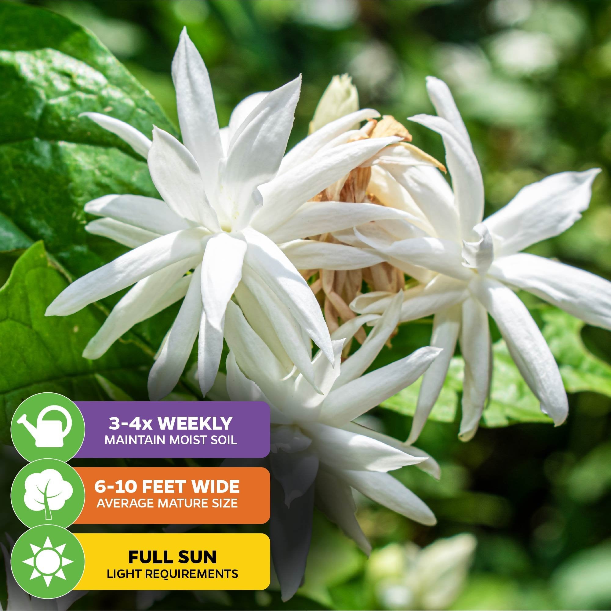 Close-up of Wellspring Gardens’ Belle of India Jasmine (Jasminum sambac ‘Belle of India’) with white, fragrant blooms and green leaves. Water 3–4 times/week, grows 6–10 ft wide, needs full sun—perfect for patios.
