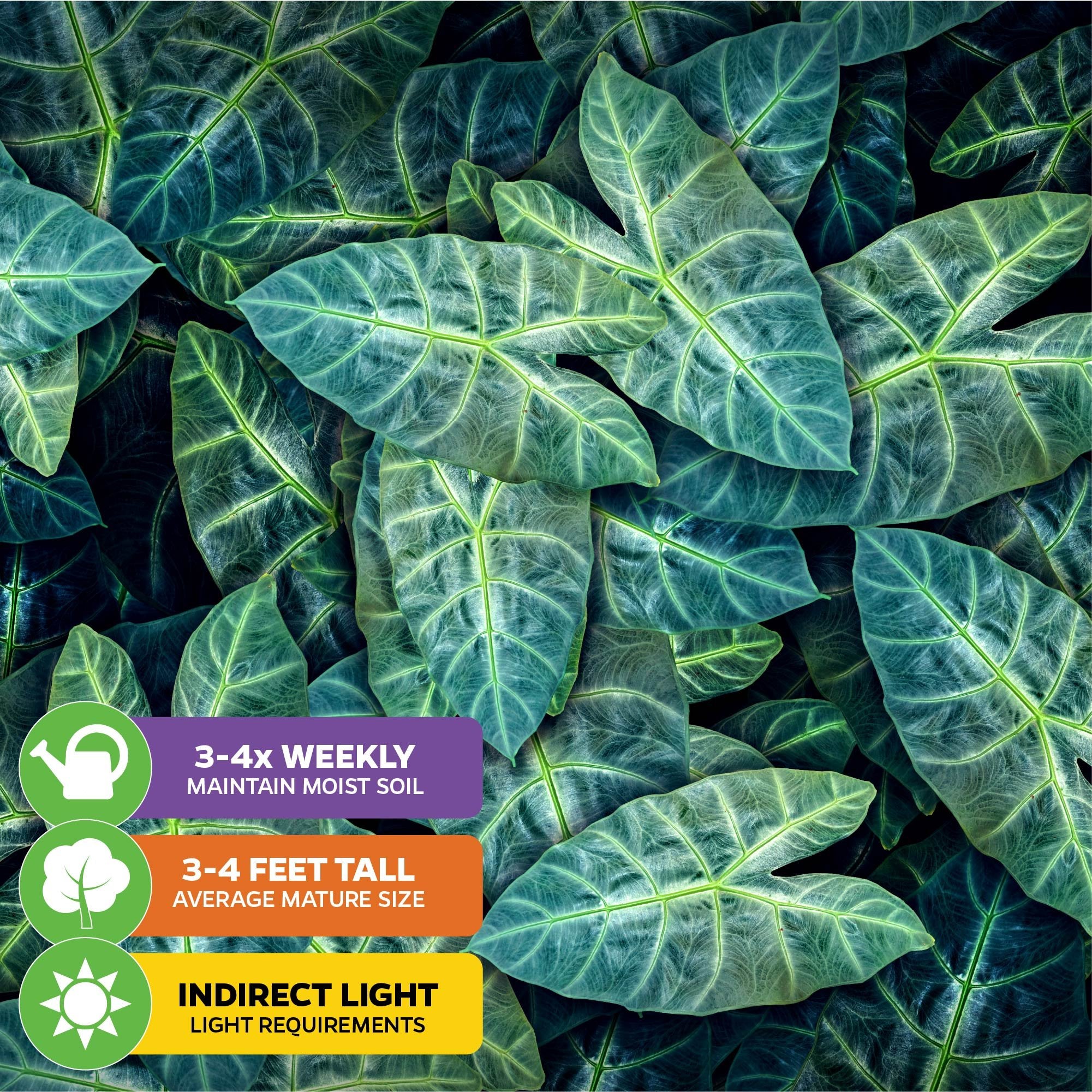 Close-up of lush Dragon's Tooth Elephant Ear (Alocasia longiloba) from Wellspring Gardens. Care: water 3–4x weekly, grows 3–4 ft, needs indirect light. Instructions shown in purple, green, and yellow banners.