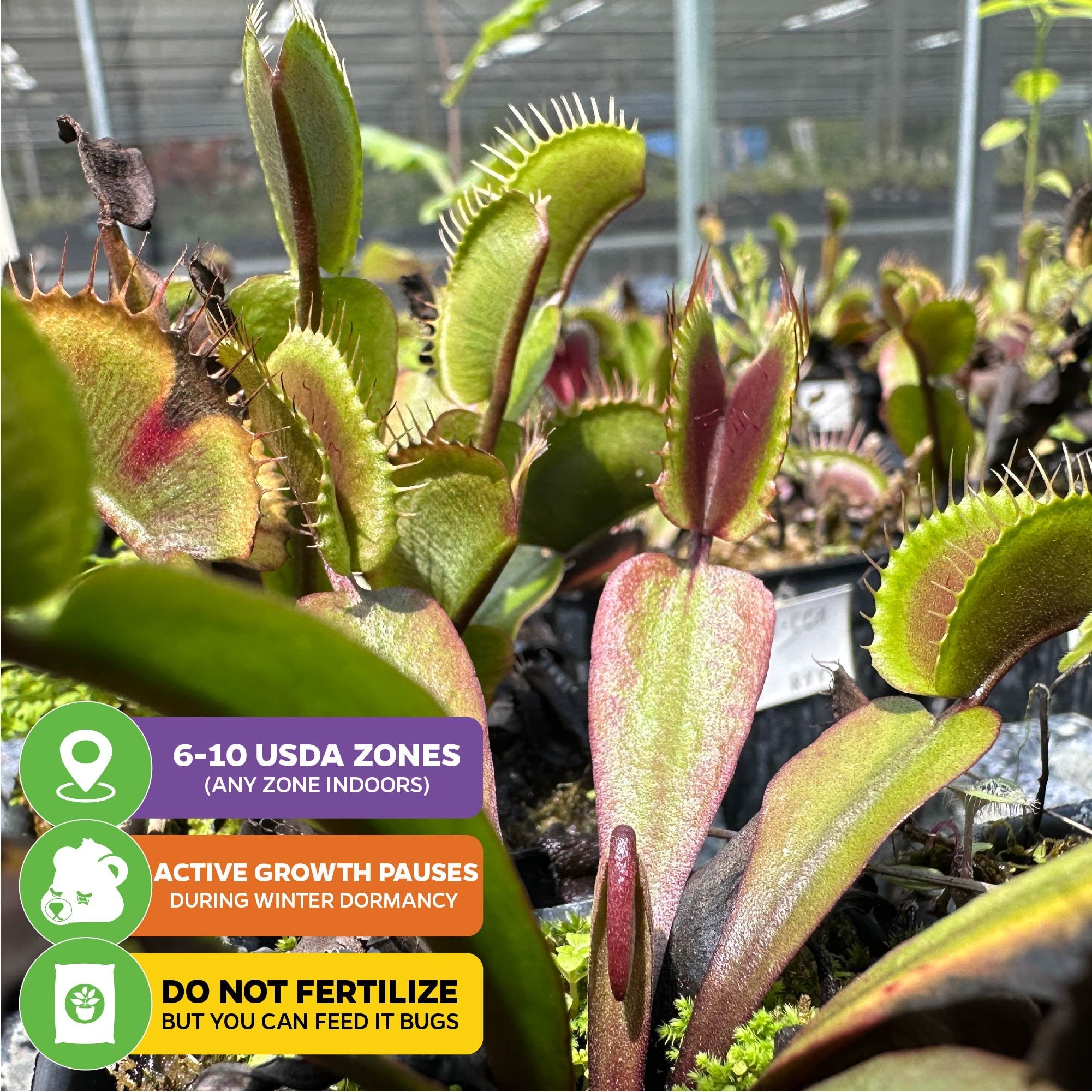 Akai Ryu Venus Fly Trap (Red Dragon) Carnivorous - Dionaea