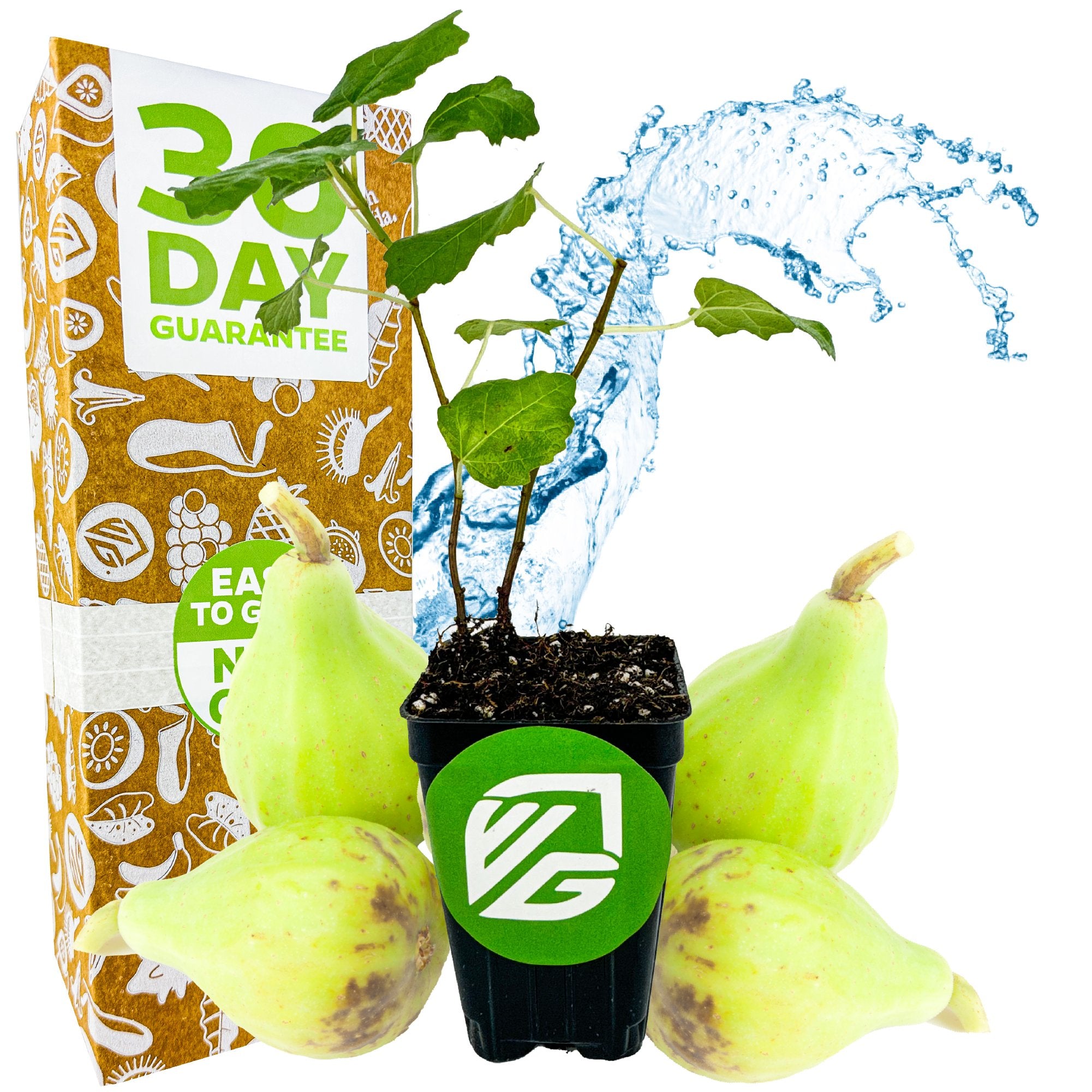 A Wellspring Gardens Ischia Fig Tree (Ficus carica) in a black pot stands before four green figs, with a “30 Day Guarantee” box and water splashes behind. This self-pollinating tree is ideal for beginners.