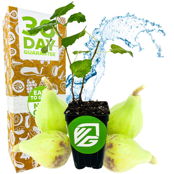 Ischia Fig Tree - Ficus carica – Wellspring Gardens