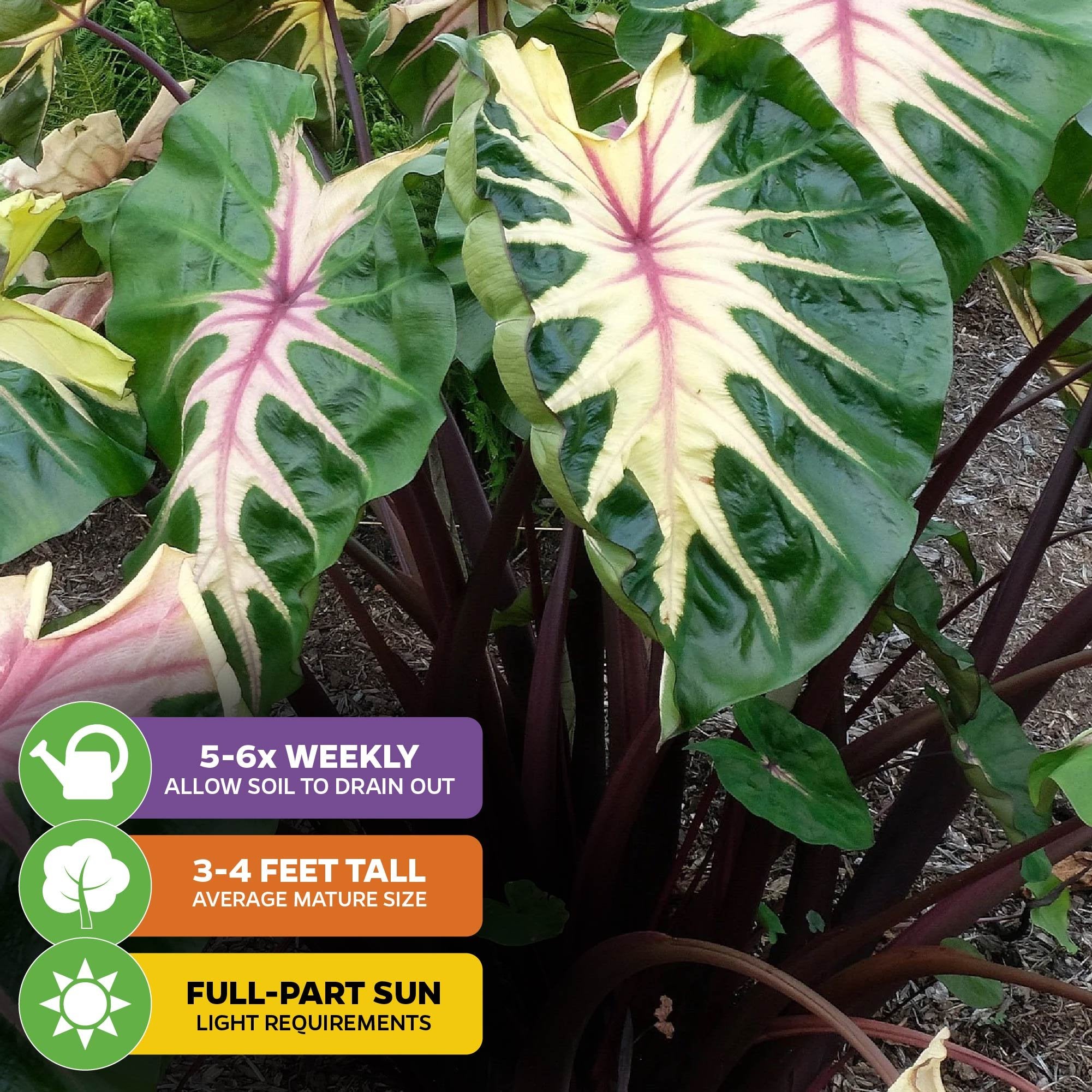 The Waikiki Elephant Ear (Colocasia esculenta) by Wellspring Gardens features large green and cream variegated leaves with dark stems. Thrives in garden soil, needs 5-6 waterings/week, grows 3-4 ft tall, and prefers full to part sun.