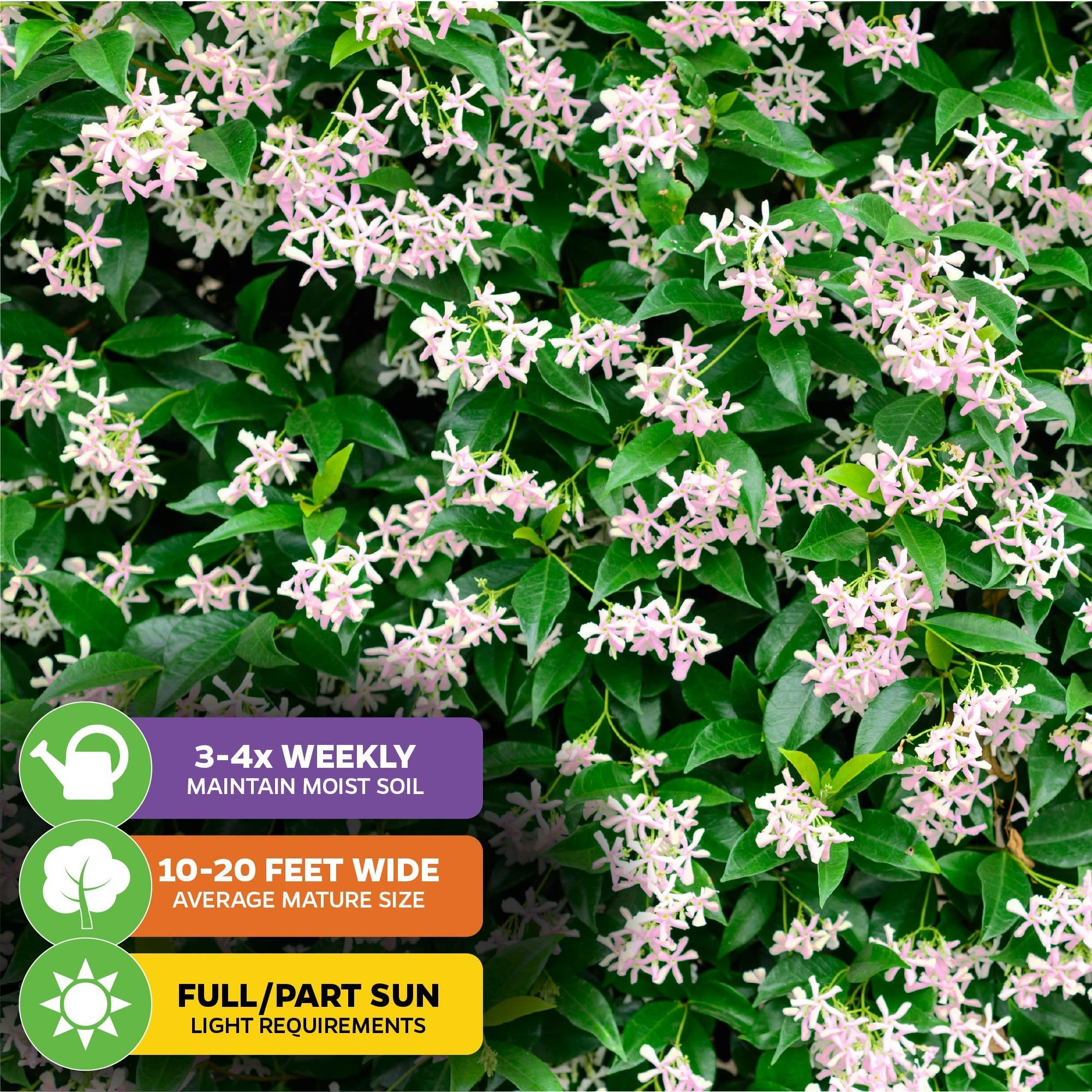 Pink Showers Star Jasmine (Trachelospermum jasminoides) by Wellspring Gardens has dense clusters of fragrant, star-shaped pink and white blooms and green leaves. Grows 10–20 ft wide, needs water 3–4x weekly, thrives in full or part sun.