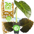 A Wellspring Gardens Regal Shields Elephant Ear - Alocasia with large, striking black leaves is next to packaging reading “30 Day Guarantee,” “Easy to Grow,” and “Non GMO,” shown with plant icons on a brown and white background.