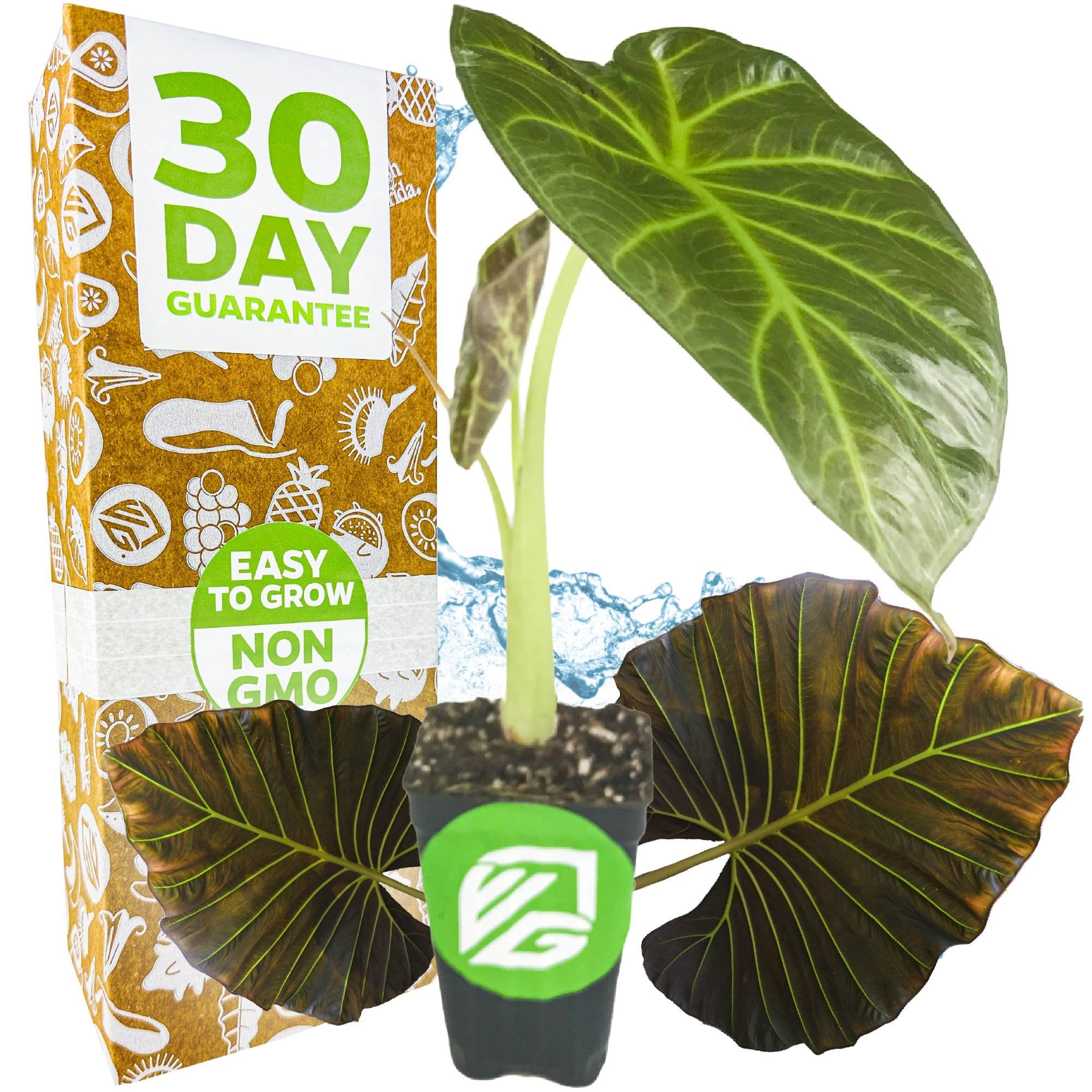 A Wellspring Gardens Regal Shields Elephant Ear - Alocasia with large, striking black leaves is next to packaging reading “30 Day Guarantee,” “Easy to Grow,” and “Non GMO,” shown with plant icons on a brown and white background.