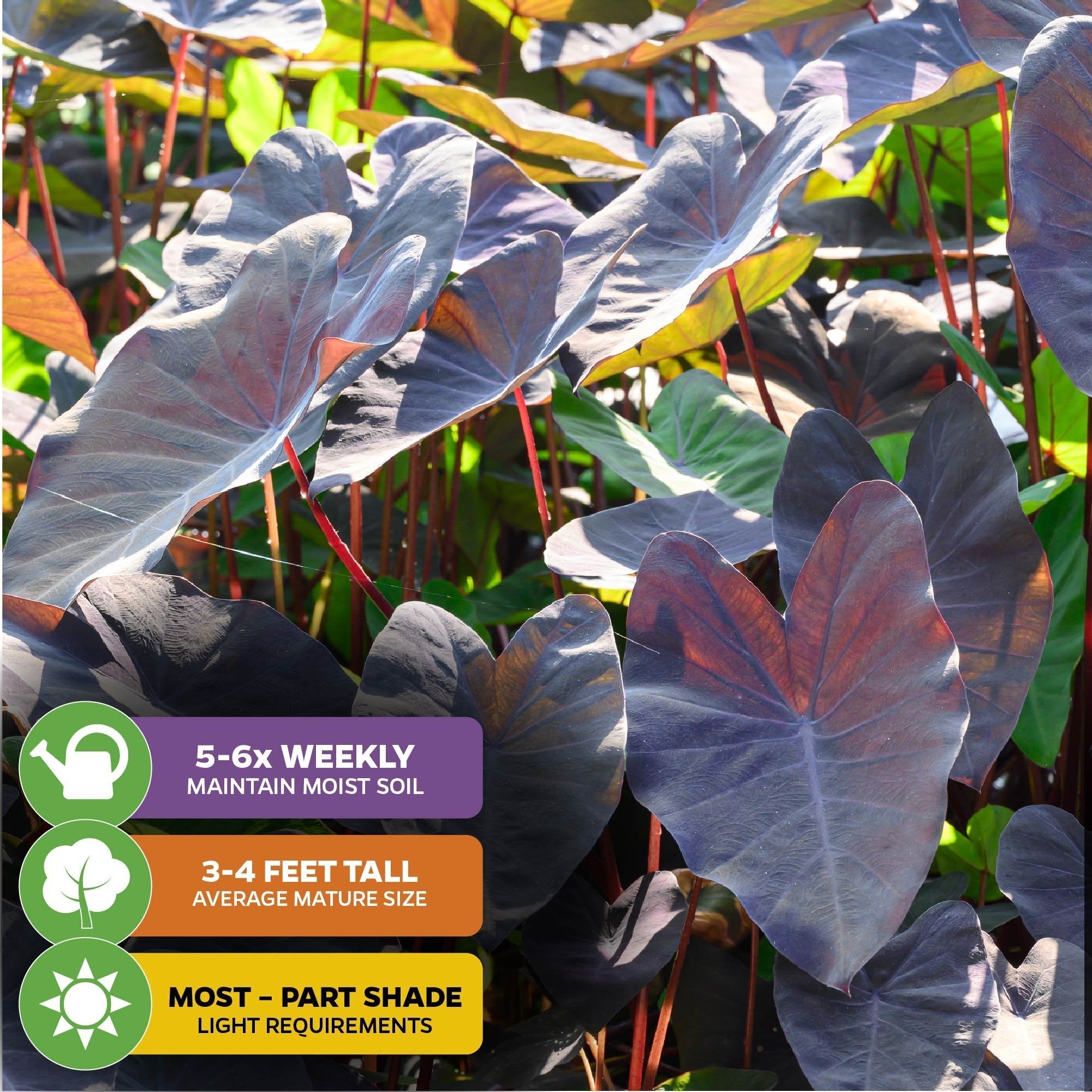 black magic elephant ear plant care Black Magic Elephant Ear
