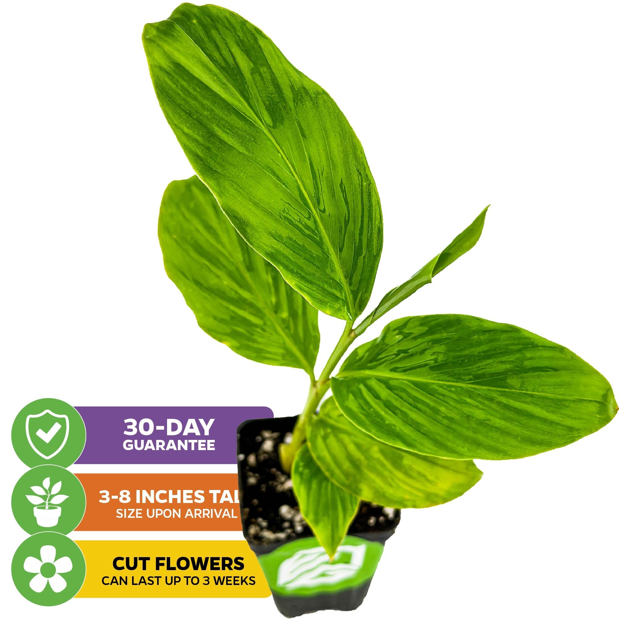 The Wellspring Gardens Hot Pink Ginger (Alpinia purpurata) arrives potted at 3-8" tall, with broad leaves. Vibrant tropical flowers can last up to 3 weeks when cut. Includes a 30-day guarantee.