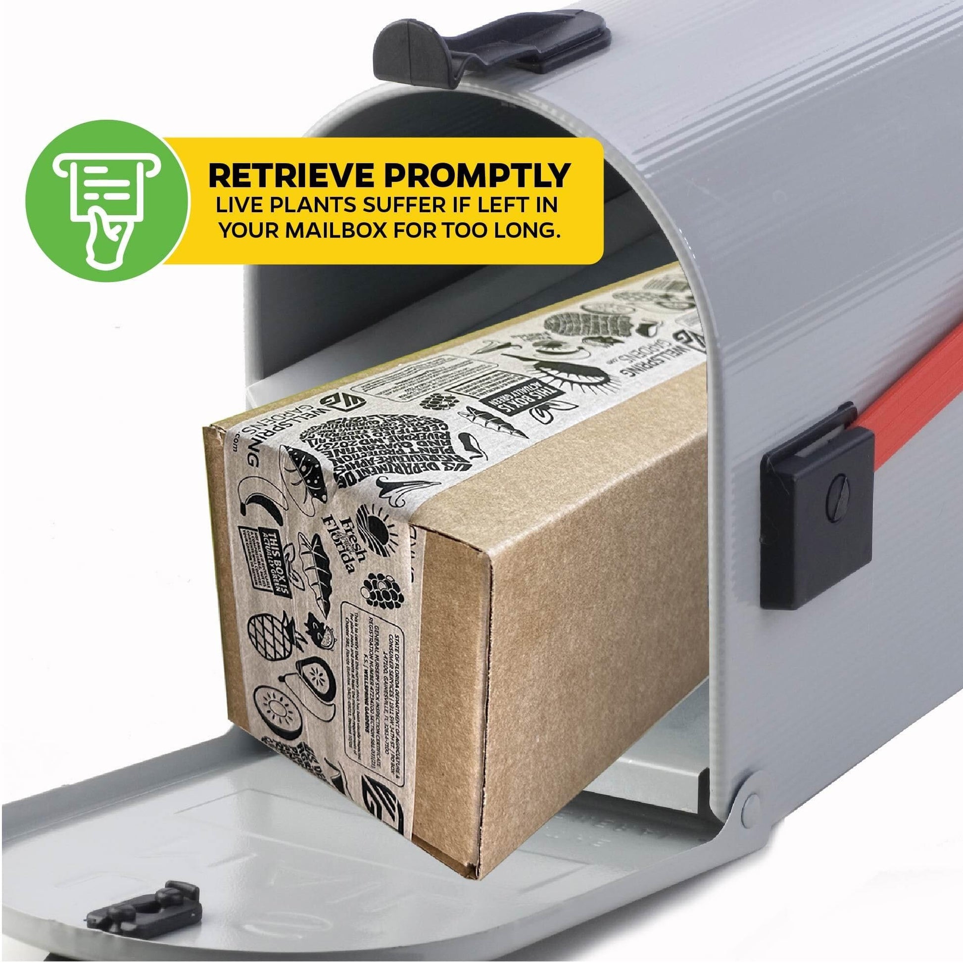 Bundle (4) of Venus Fly Traps: Akai Ryu + Dente + King Henry + Original