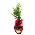 The Wellspring Gardens Upright Juniper Mini Christmas Tree Gift (Juniperus chinensis 'Spiny Greek') is a live, potted holiday tree in shiny red wrap with a green and white logo—a charming tabletop Christmas tree with delivery guarantee.