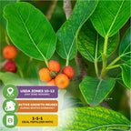 Close-up of green leaves and clusters on the Audrey Fig (Banyan Tree) Ornamental Fig—Ficus benghalensis by Wellspring Gardens—with icons for USDA zones, winter growth pause, and ideal fertilizer ratio in the lower left corner.
