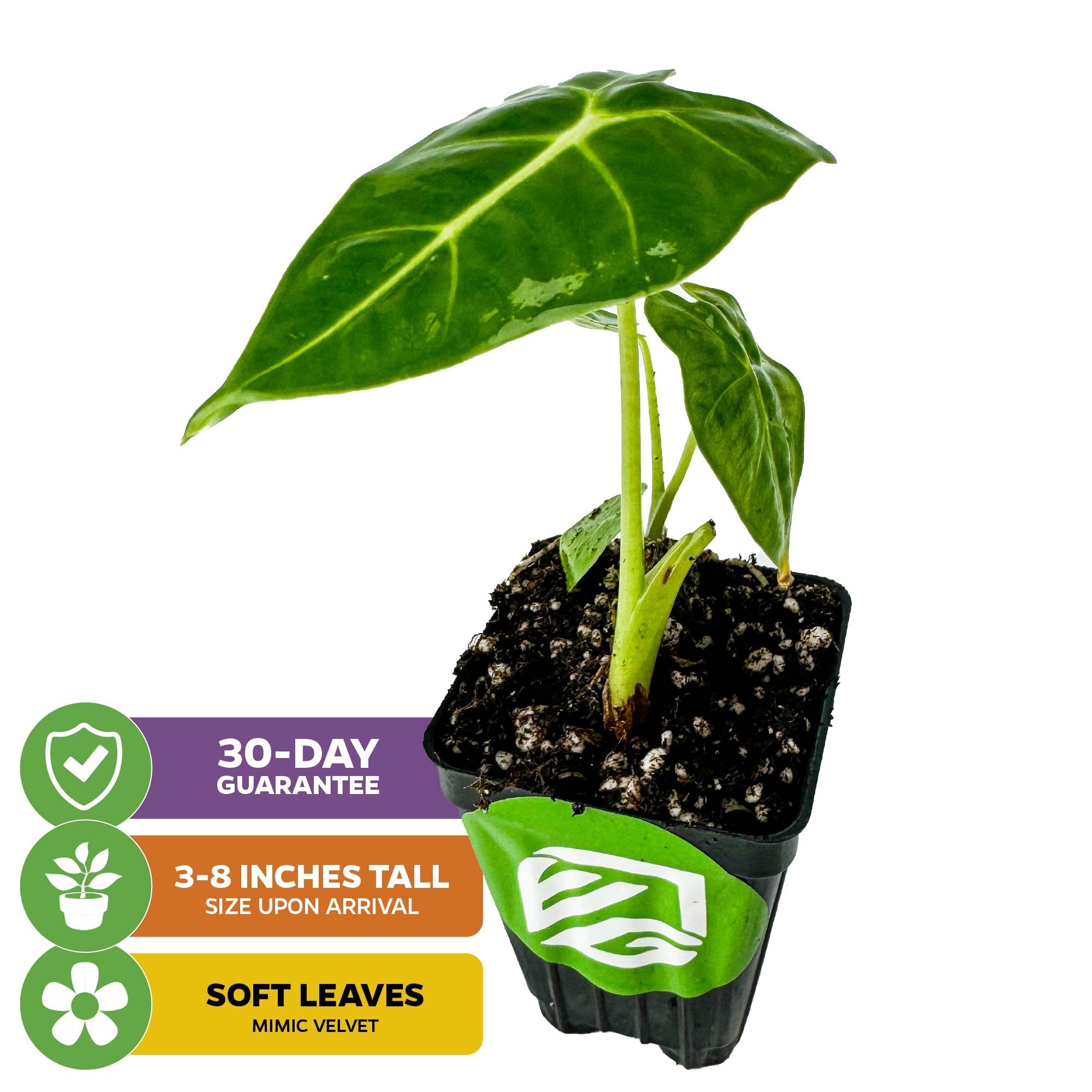 The Wellspring Gardens Frydek Elephant Ear - Alocasia is a small indoor plant with broad, glossy, velvet-like leaves. It arrives 3-8 inches tall in a black pot with a green logo and includes icons for a 30-day guarantee.