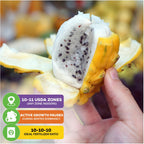 A hand holds a Yellow Dragon Fruit (Selenicereus megalanthus) by Wellspring Gardens, split to show white flesh with black seeds. Overlay: USDA zones 10-11, growth slows in winter, use 10-10-10 fertilizer.