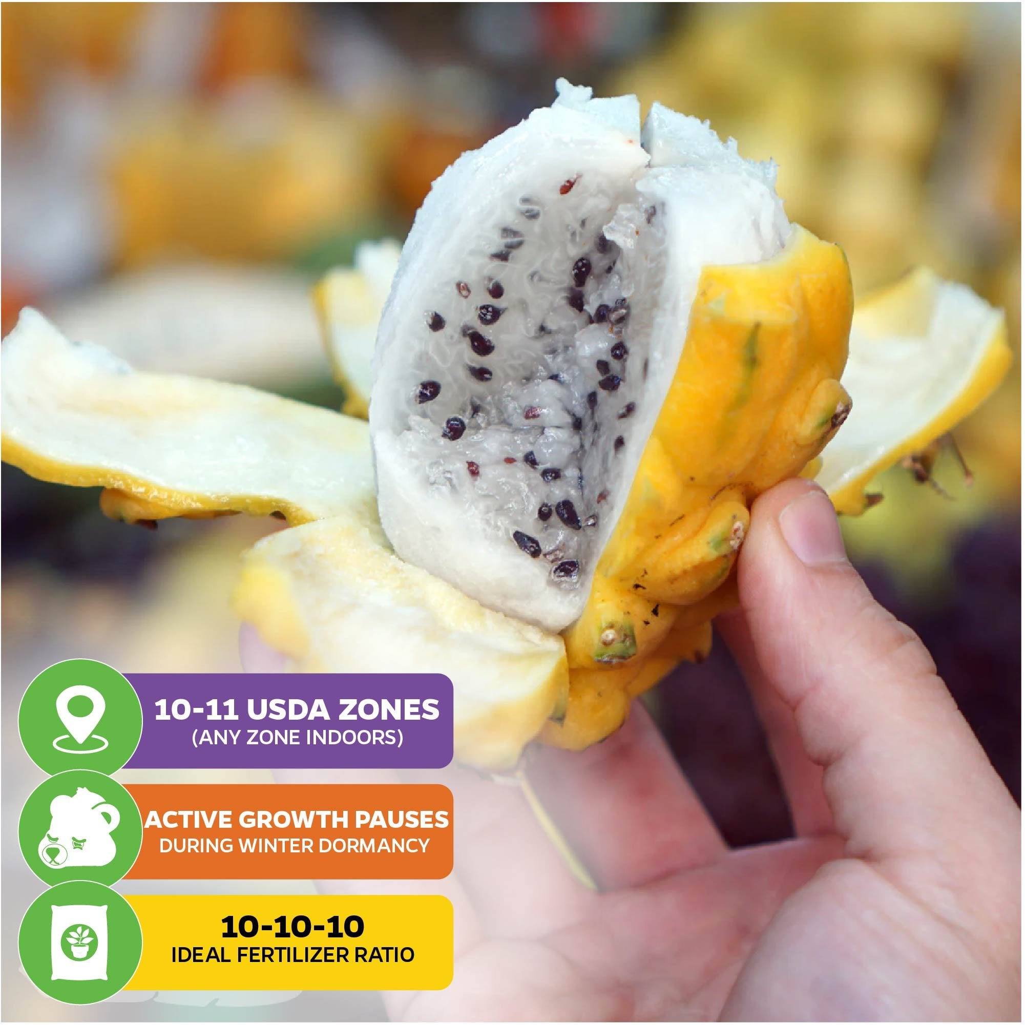 A hand holds a Yellow Dragon Fruit (Selenicereus megalanthus) by Wellspring Gardens, split to show white flesh with black seeds. Overlay: USDA zones 10-11, growth slows in winter, use 10-10-10 fertilizer.
