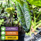 A glossy green leaf of Chantrieri Elephant Ear (Alocasia x chantrieri) by Wellspring Gardens, with icons for care: water 3-4 times weekly, grows 4-5 ft tall, needs indirect sunlight. Blurred greenery fills the background.