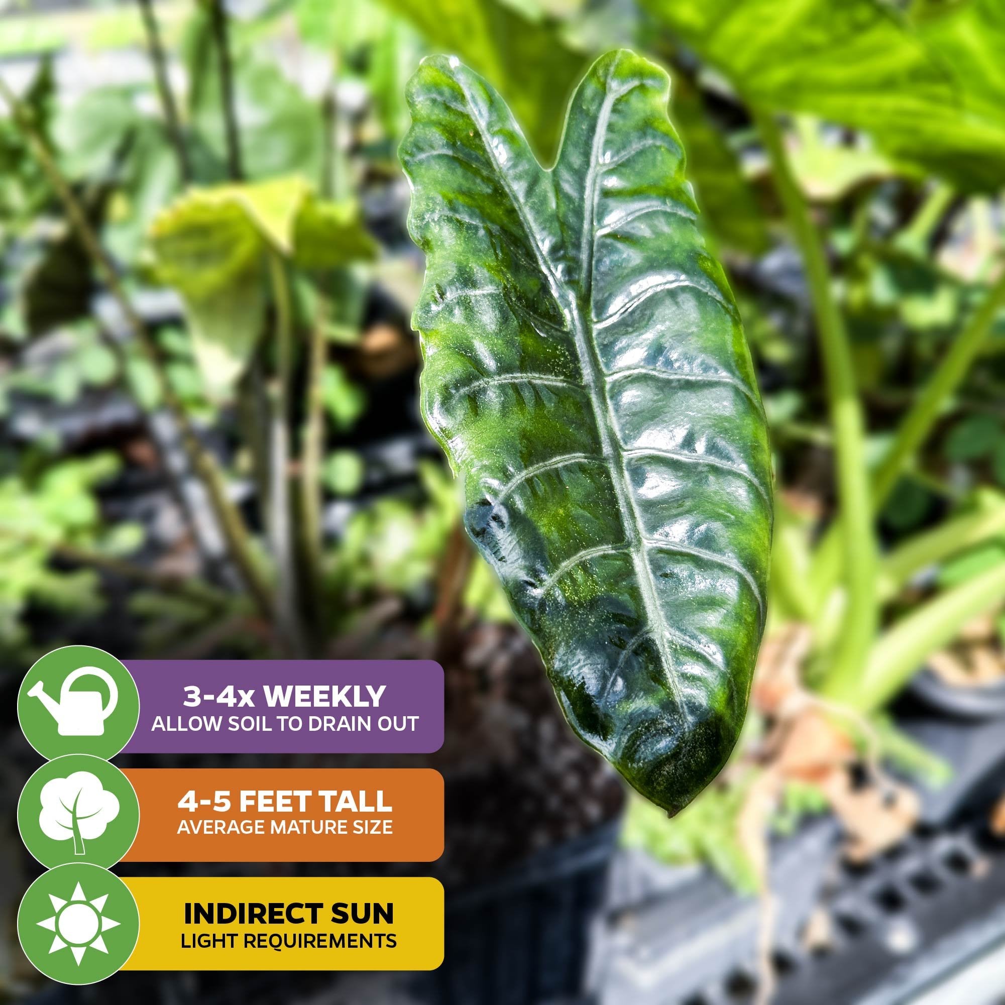 A glossy green leaf of Chantrieri Elephant Ear (Alocasia x chantrieri) by Wellspring Gardens, with icons for care: water 3-4 times weekly, grows 4-5 ft tall, needs indirect sunlight. Blurred greenery fills the background.