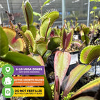 Close-up of Wellspring Gardens' 4-pack Venus Fly Traps—Akai Ryu, Dente, King Henry & Original—in a greenhouse with icons: ideal for USDA zones 6–10, growth pauses in winter, and feed bugs instead of fertilizer.